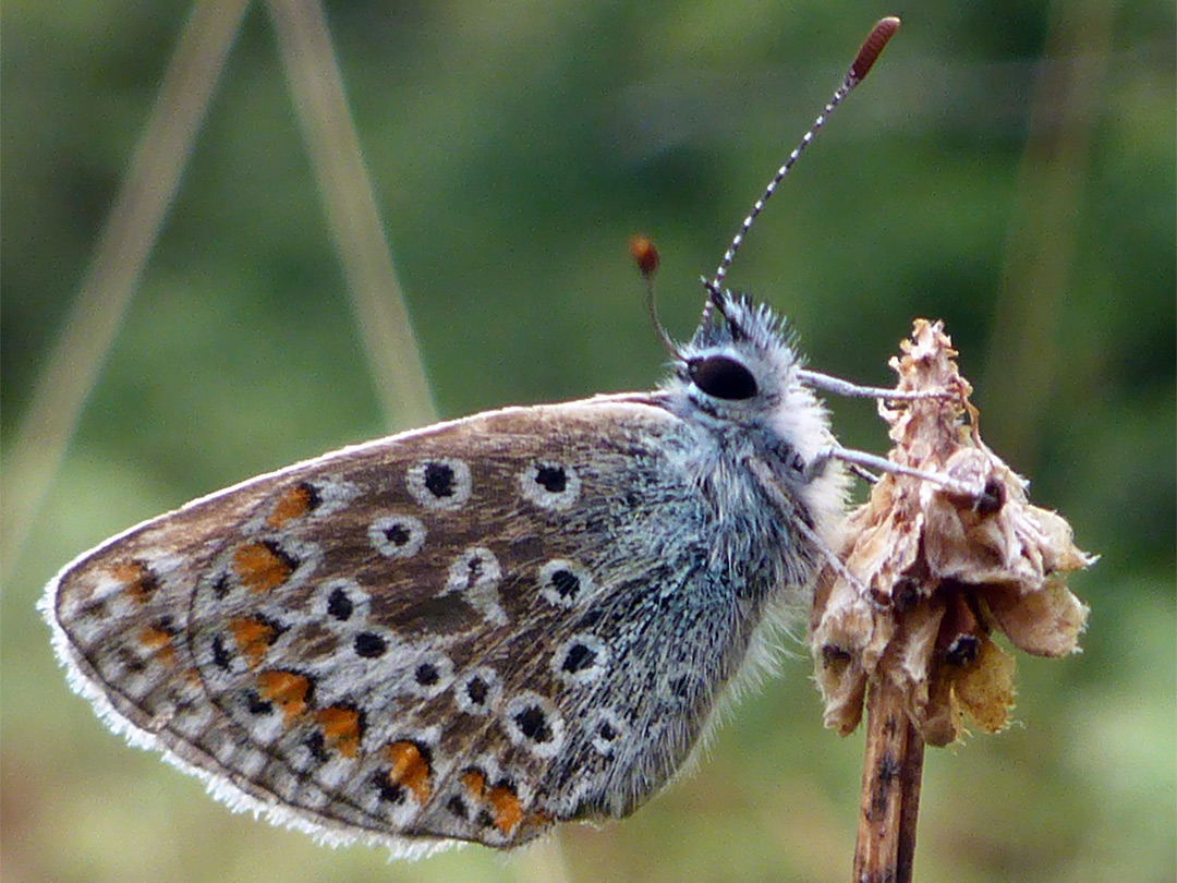 Common blue butterfly