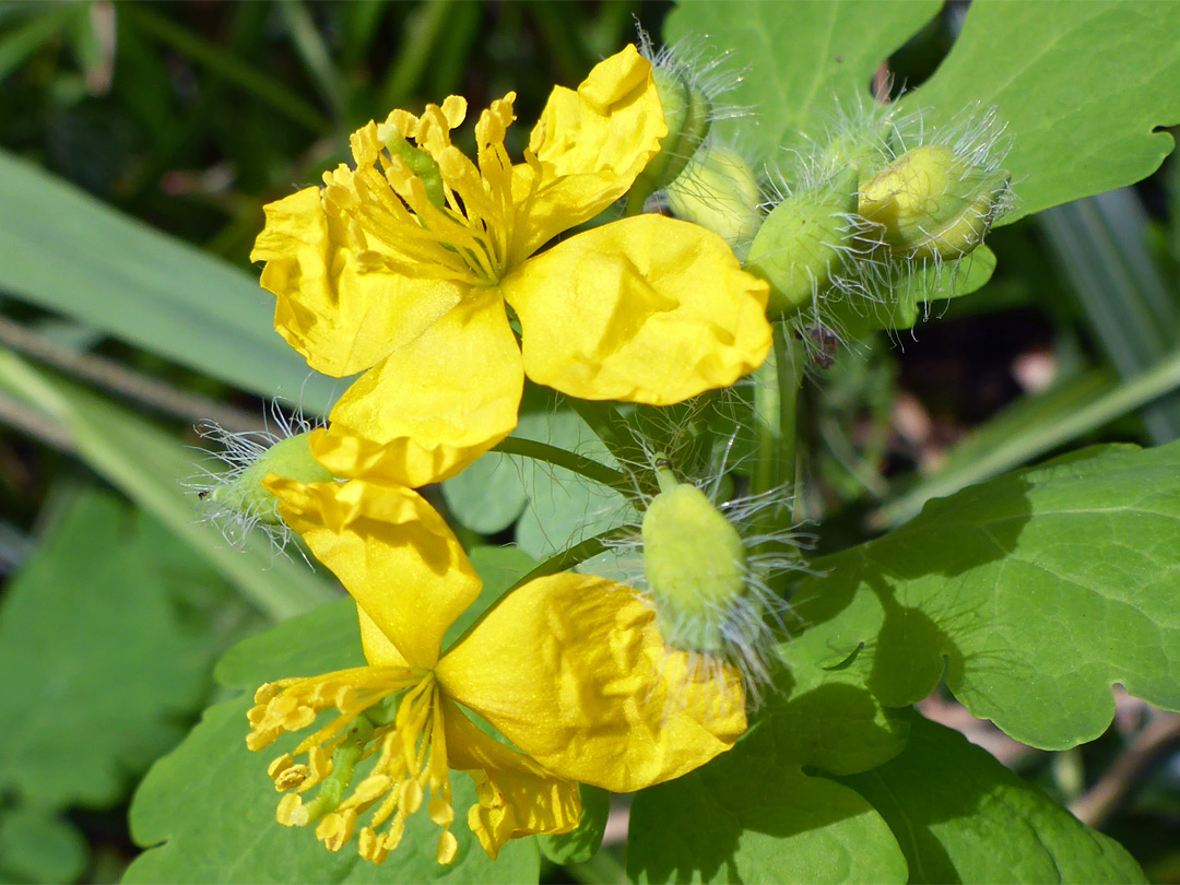 Yellow flowers