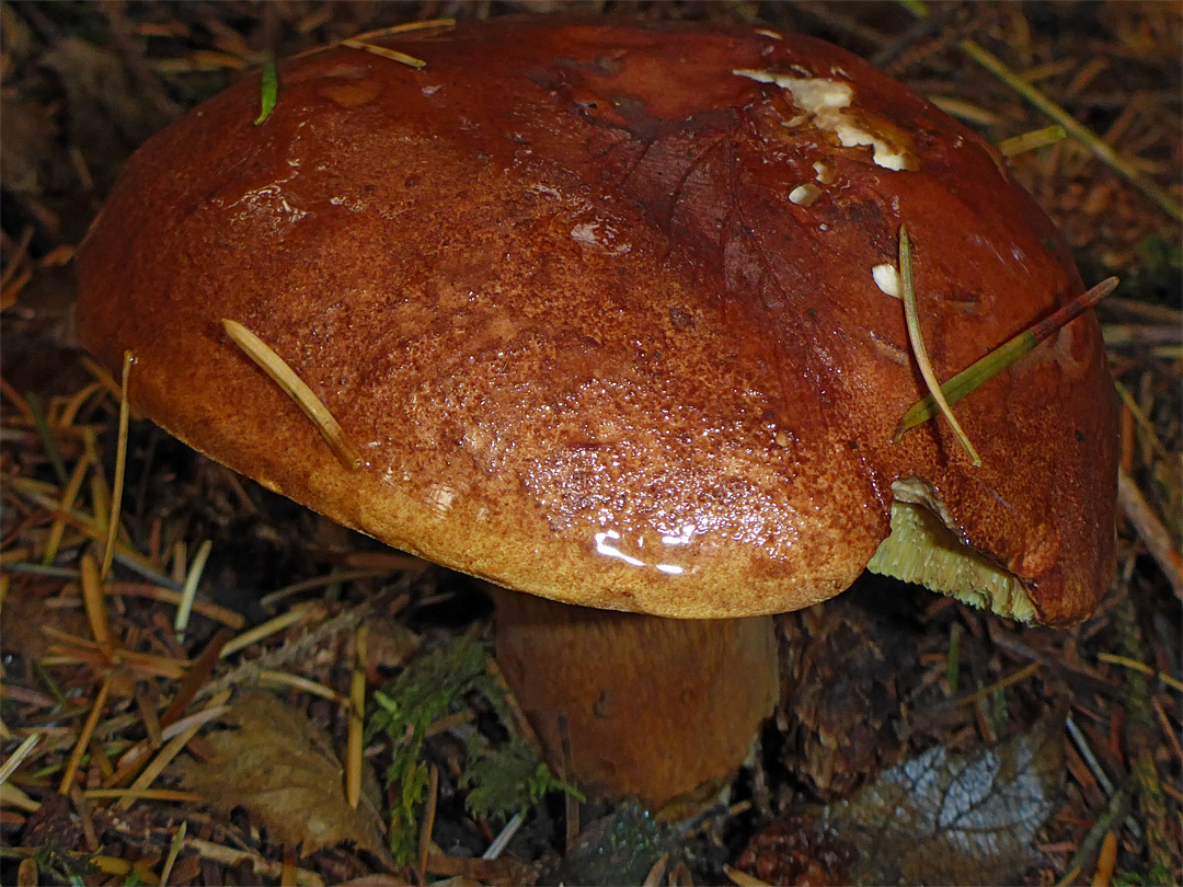 Bay bolete