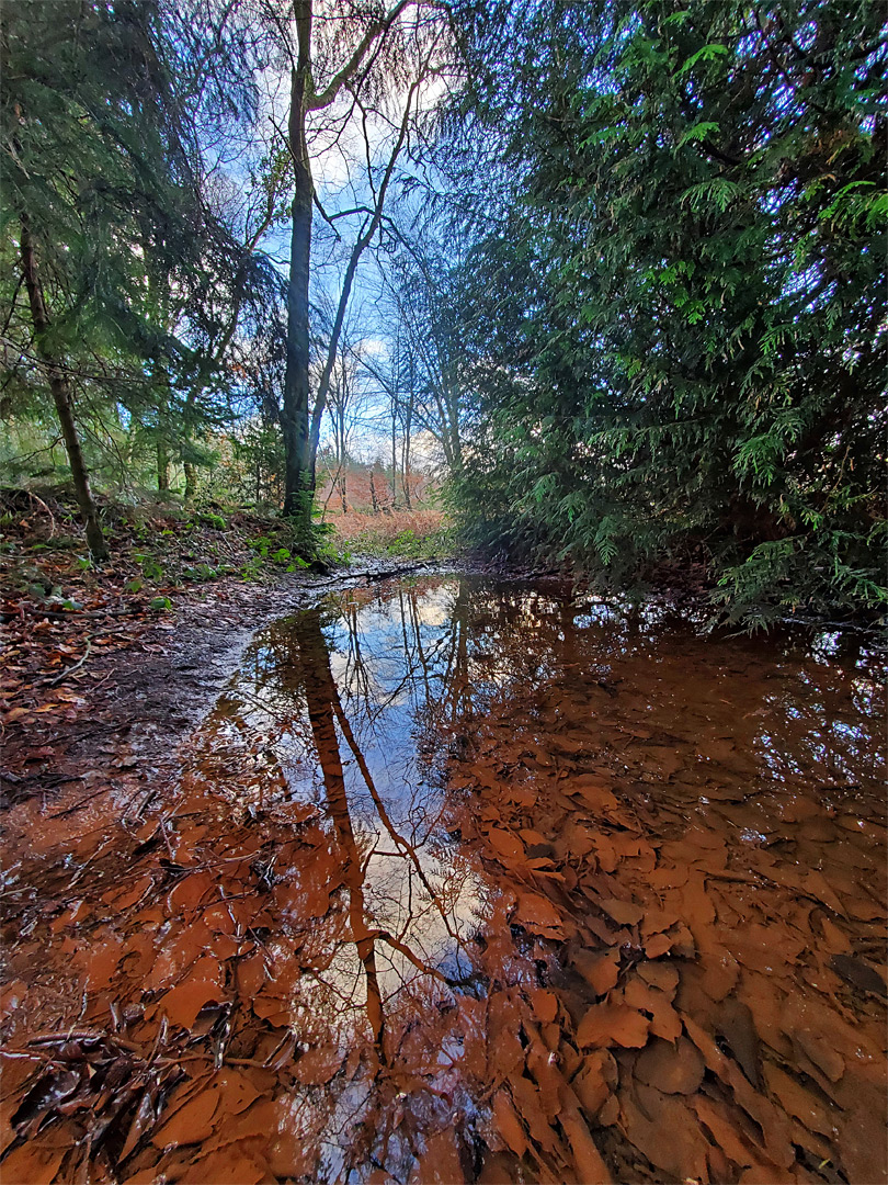 Leaves in a puddle