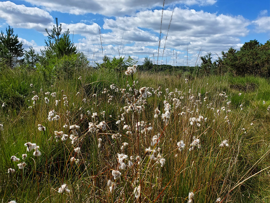 Cottongrass