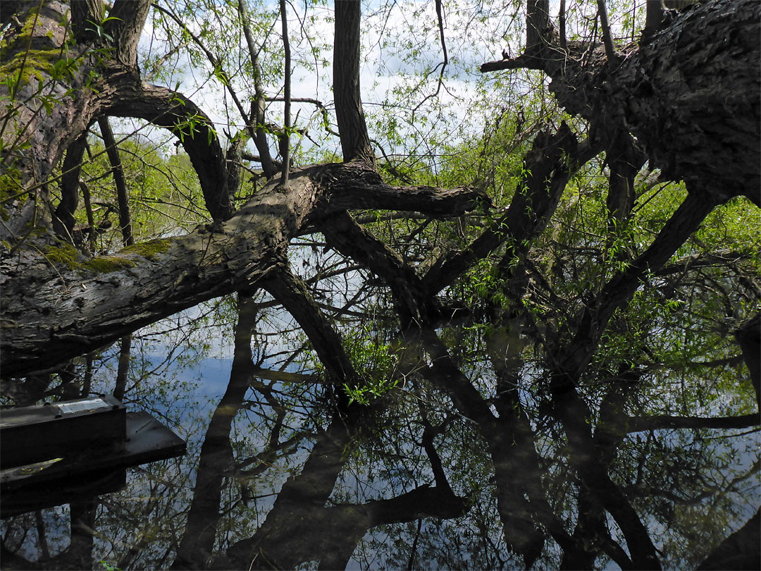 Dark branches