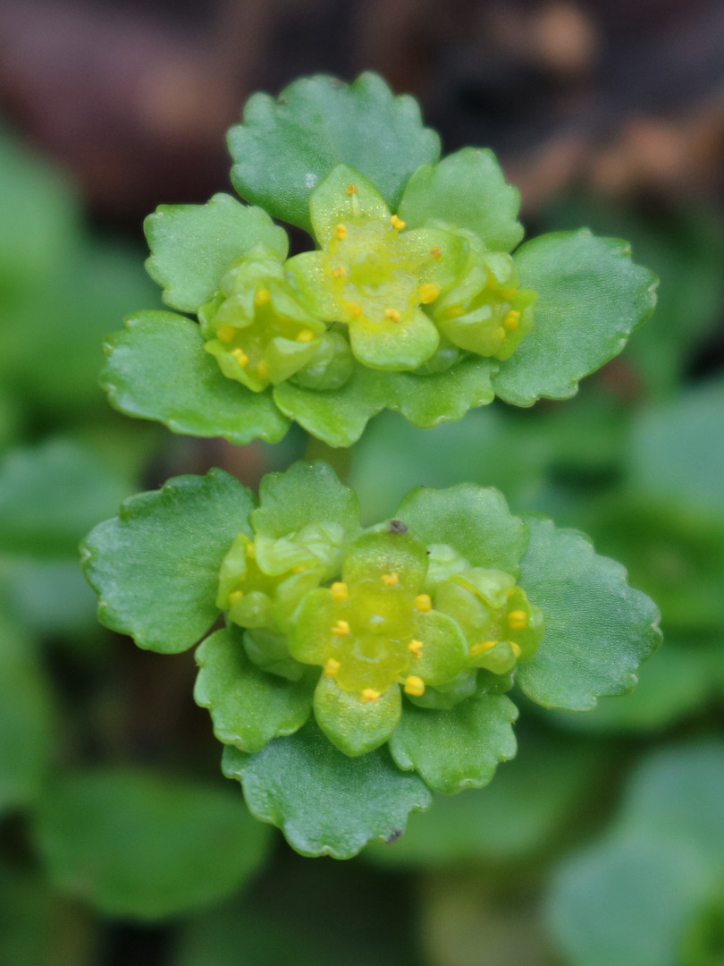 Two flowering stems