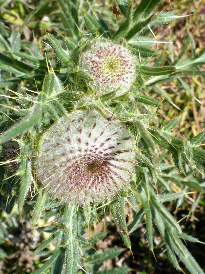 Woolly thistle