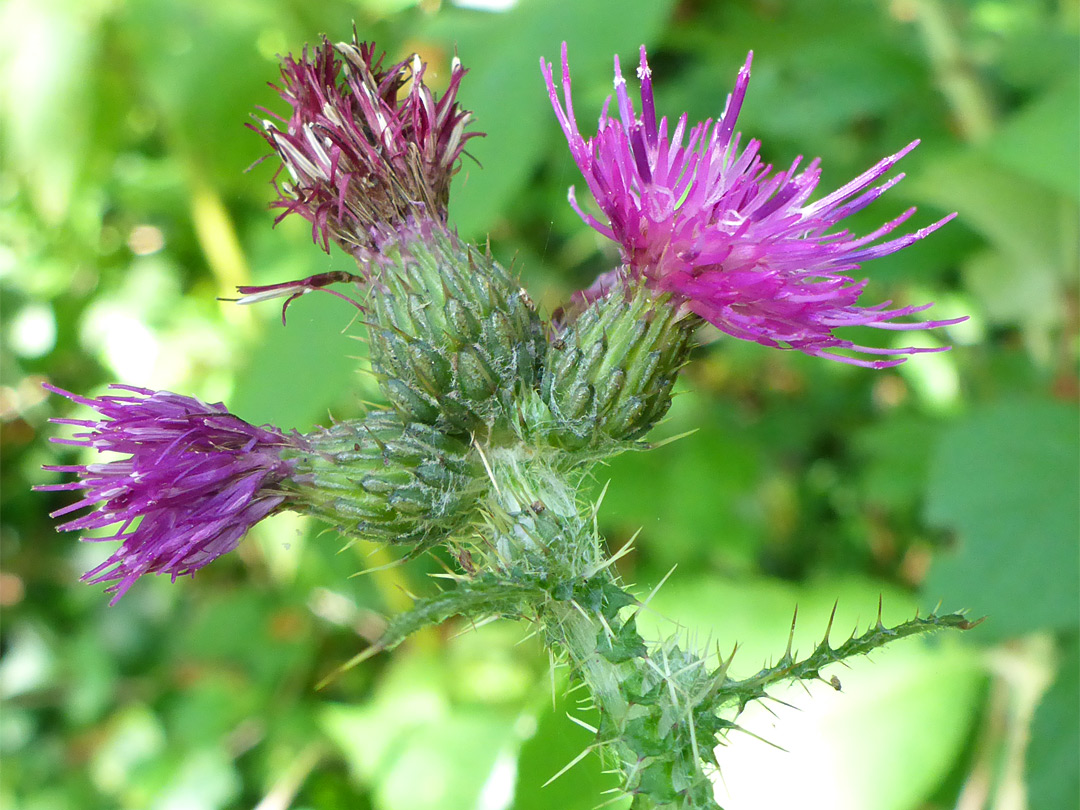 Three flowerheads