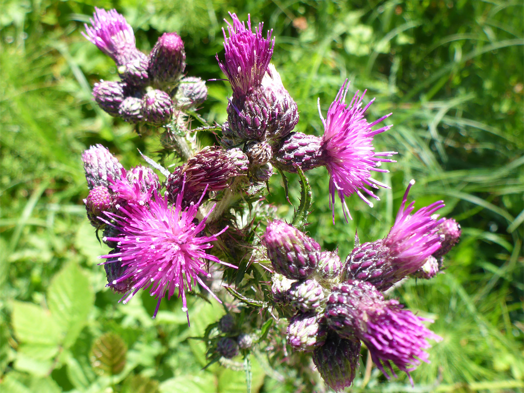 Clustered flowerheads