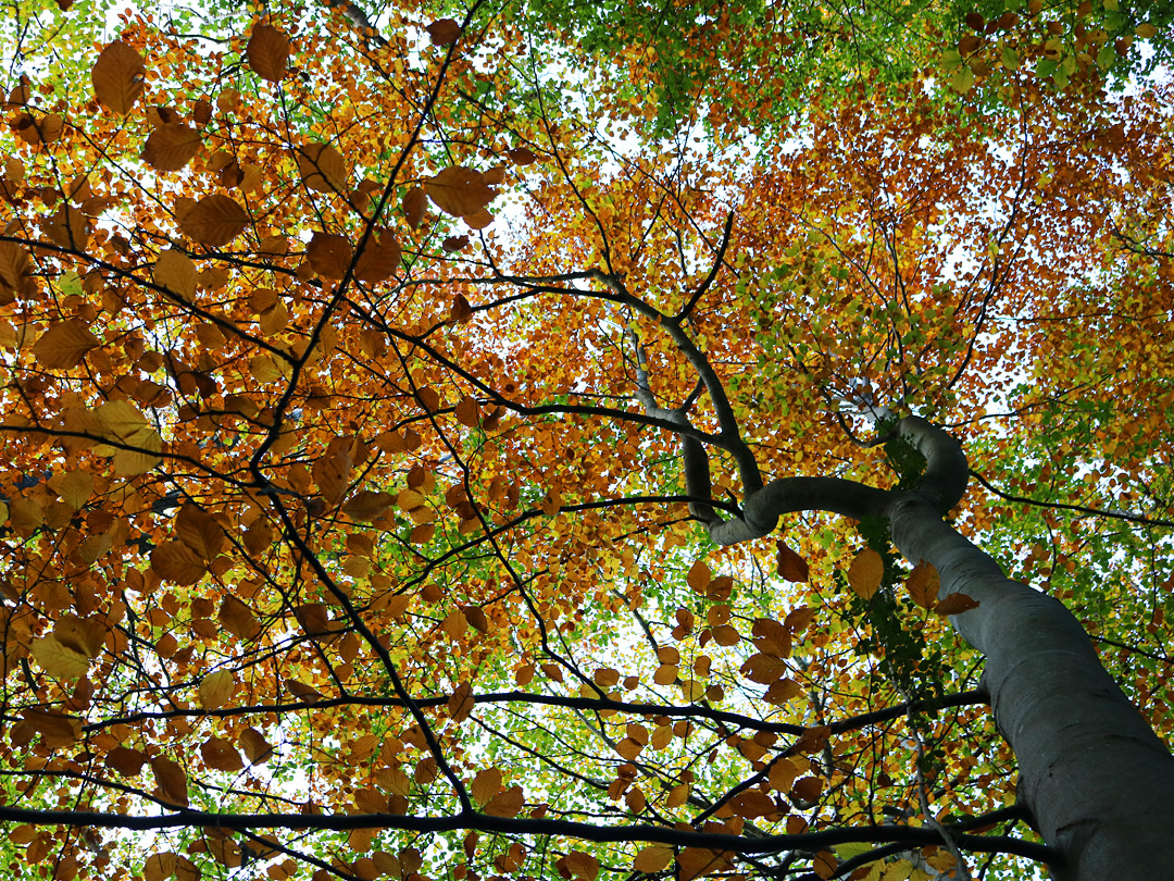 Leaves and branches