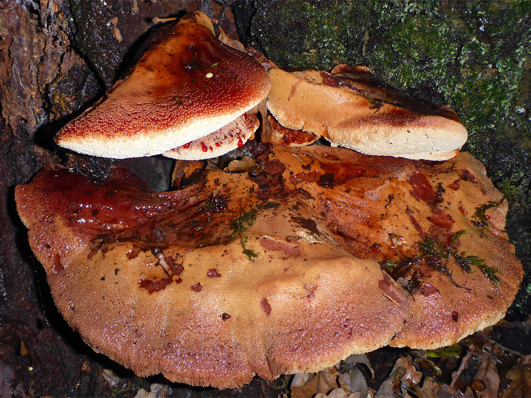 Beefsteak polypore