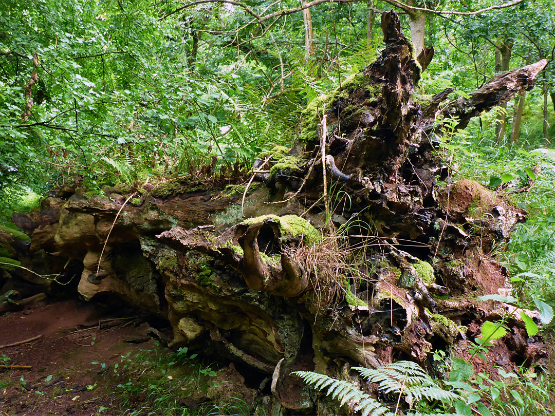 Fallen tree