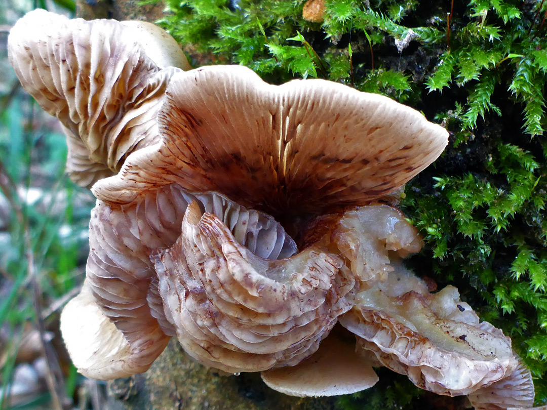 Oyster mushroom