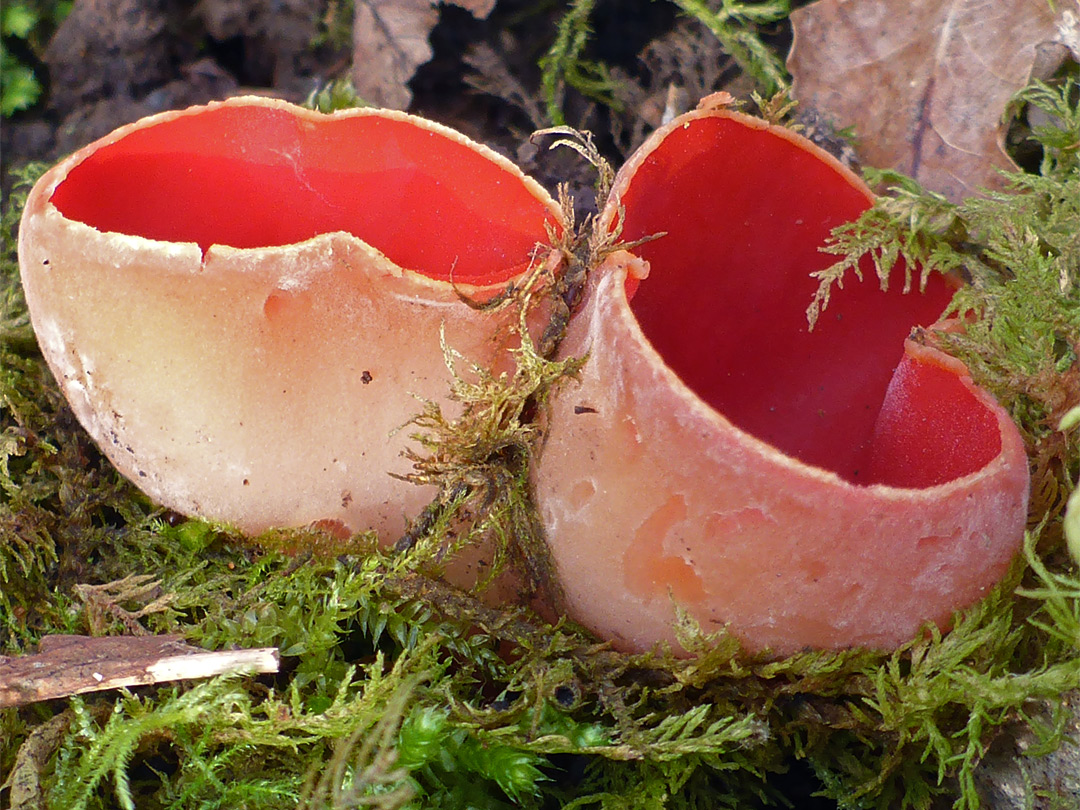 Scarlet elf cup