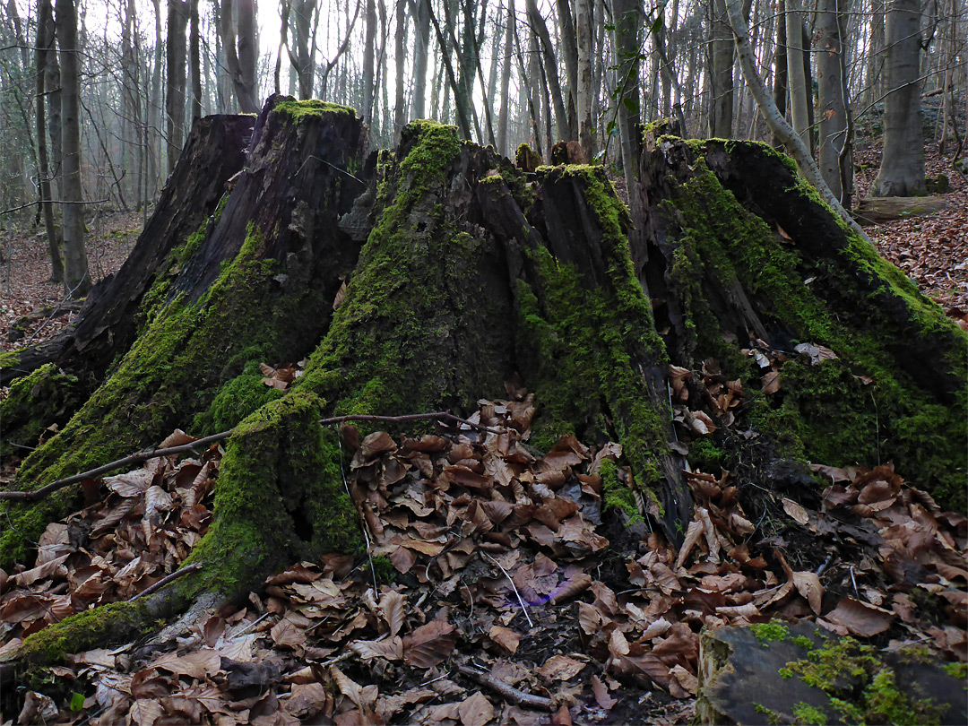 Big stump