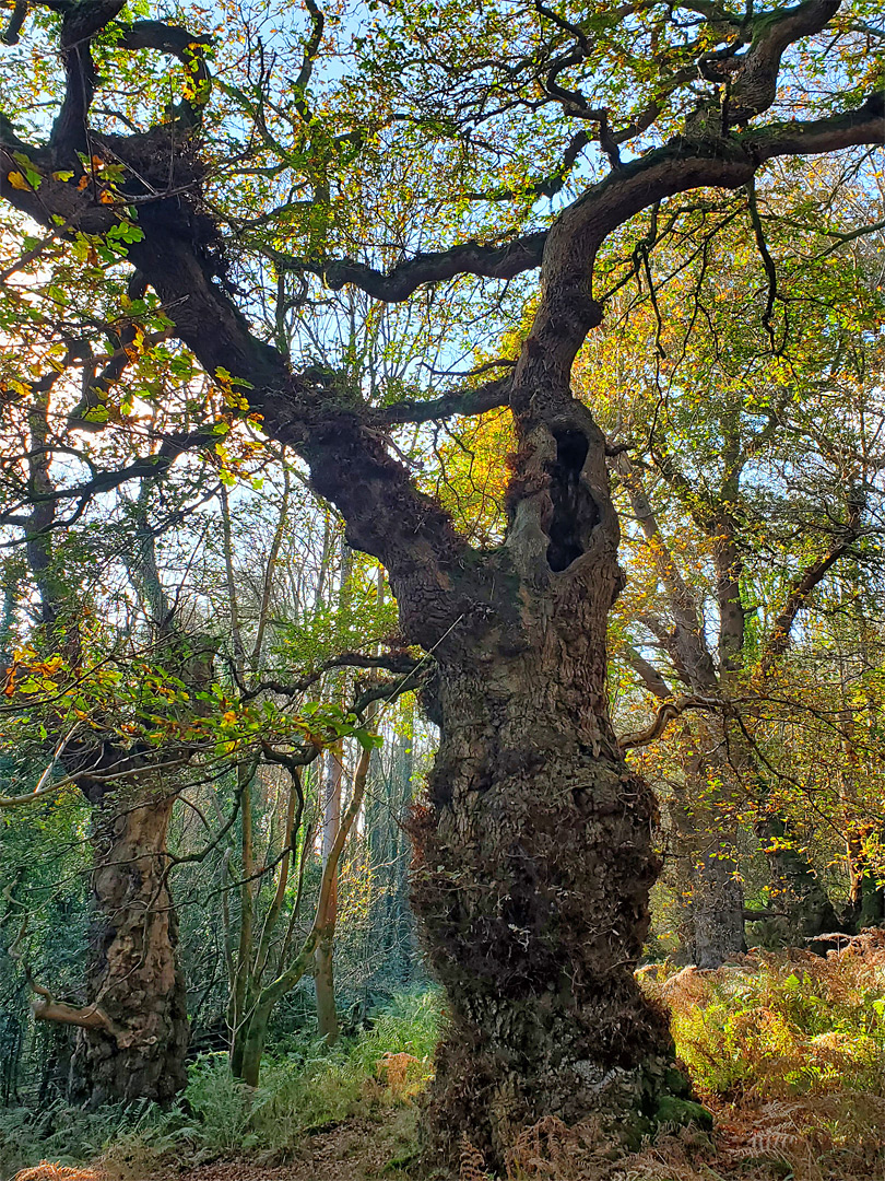 Autumnal leaves