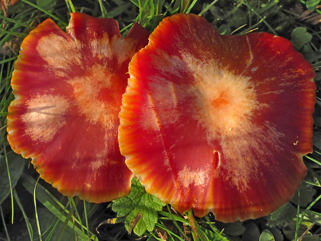 Scarlet waxcap