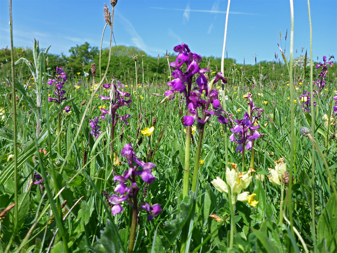 Orchids