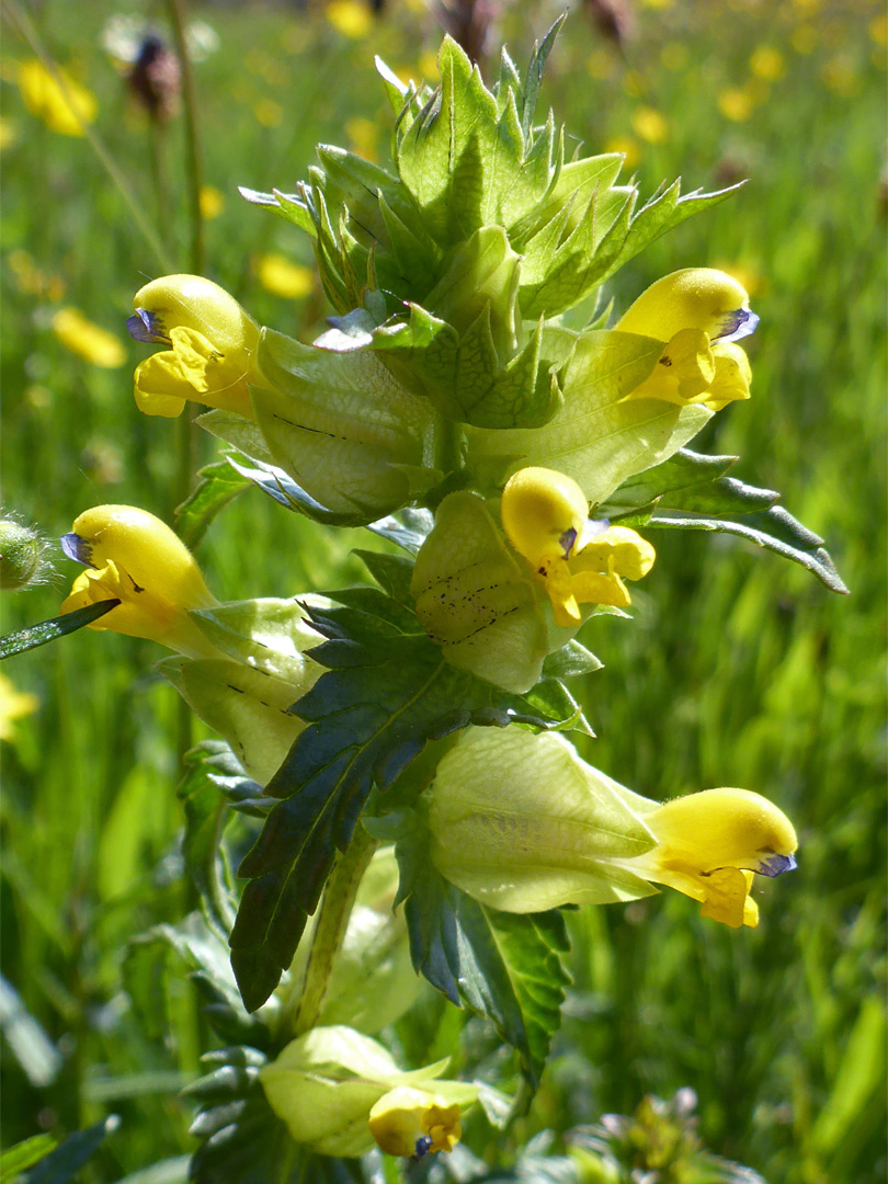 Yellow rattle