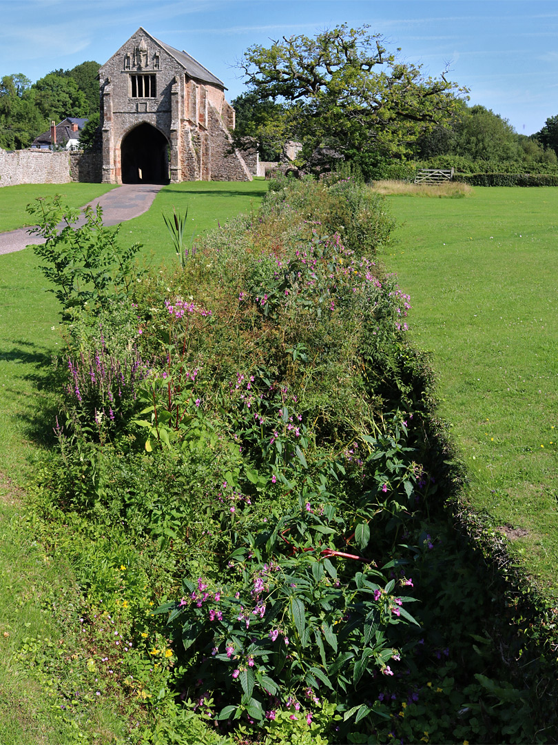 Flowers by the stream