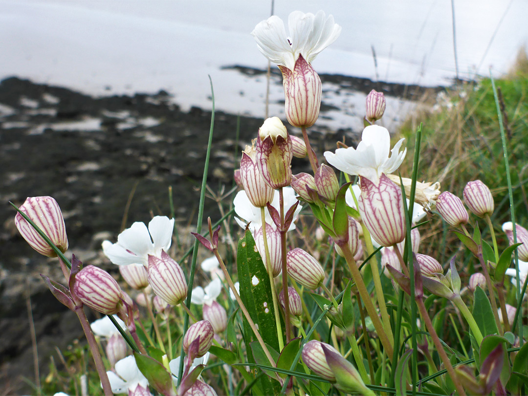 Sea campion