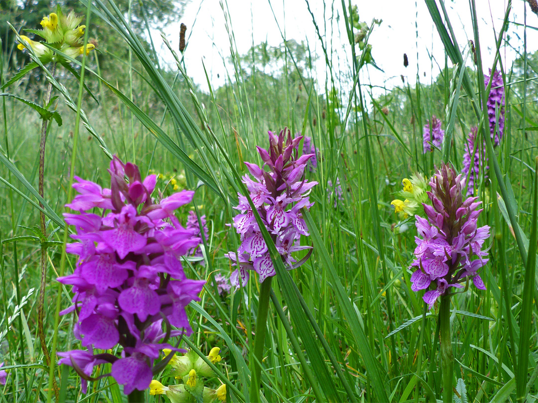 Wildflowers