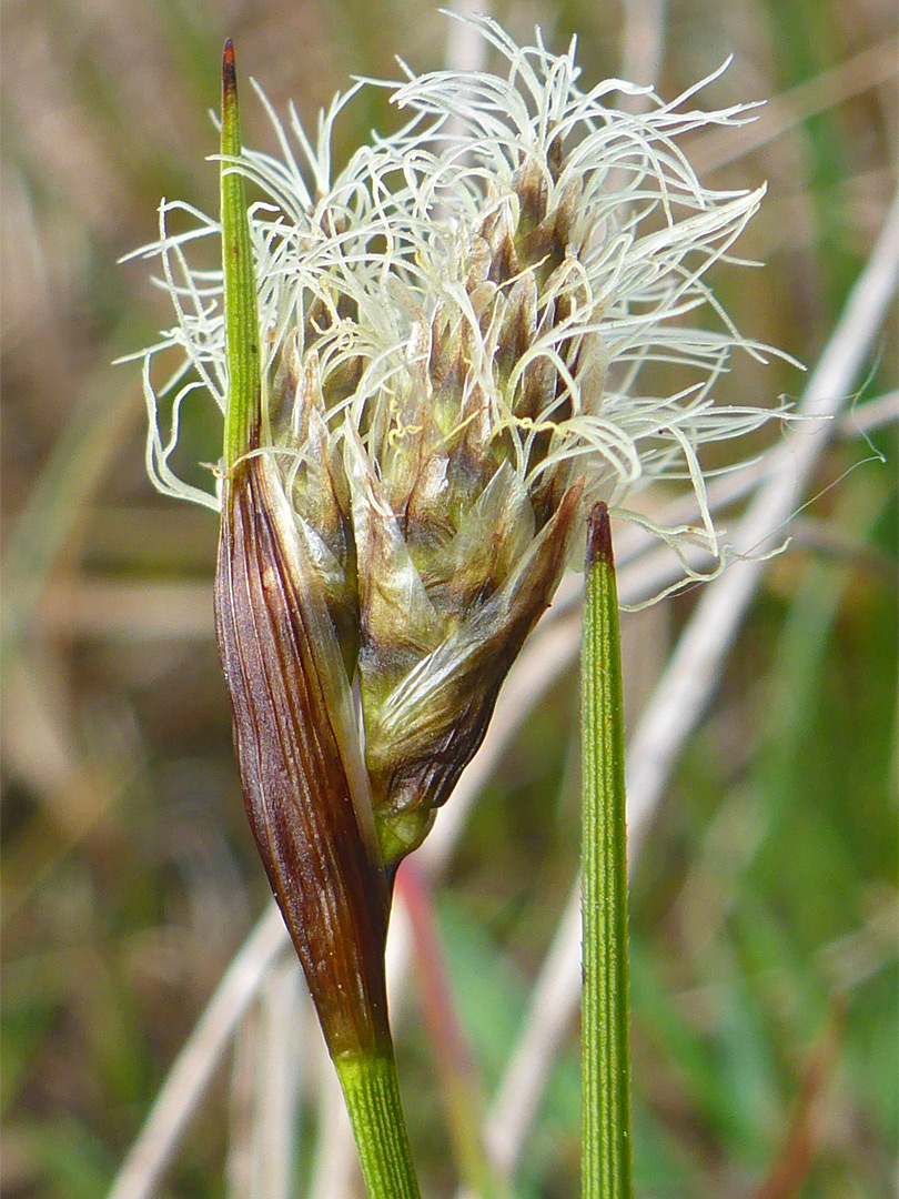 Cottongrass