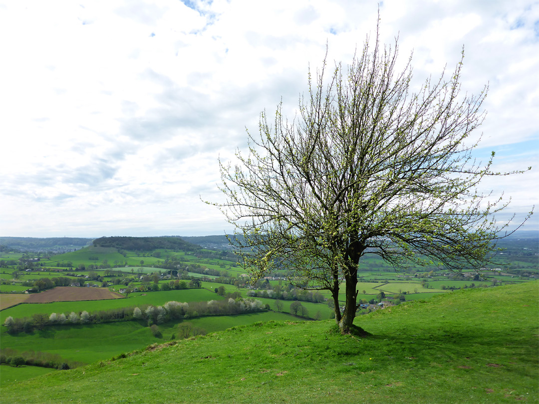 Lone tree