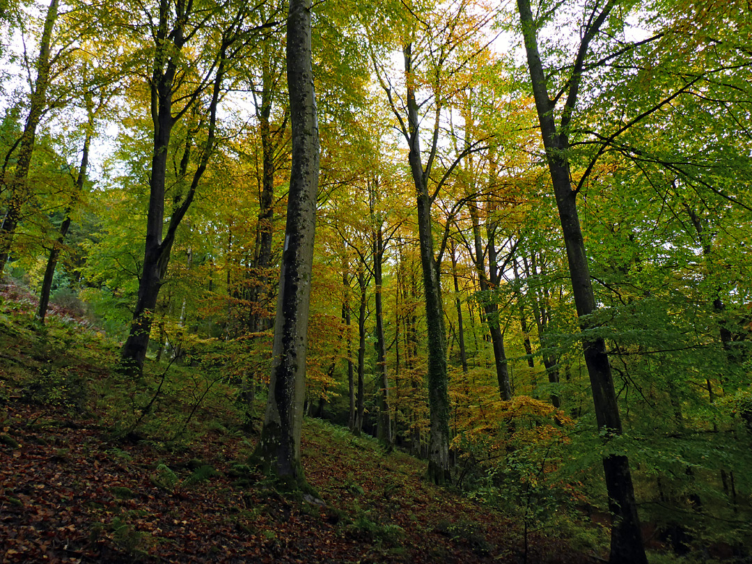 Shady trees