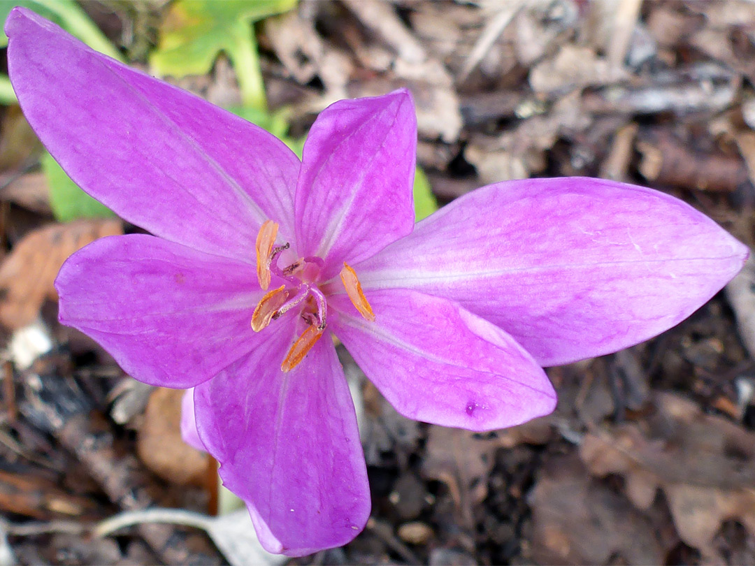 Pink flower