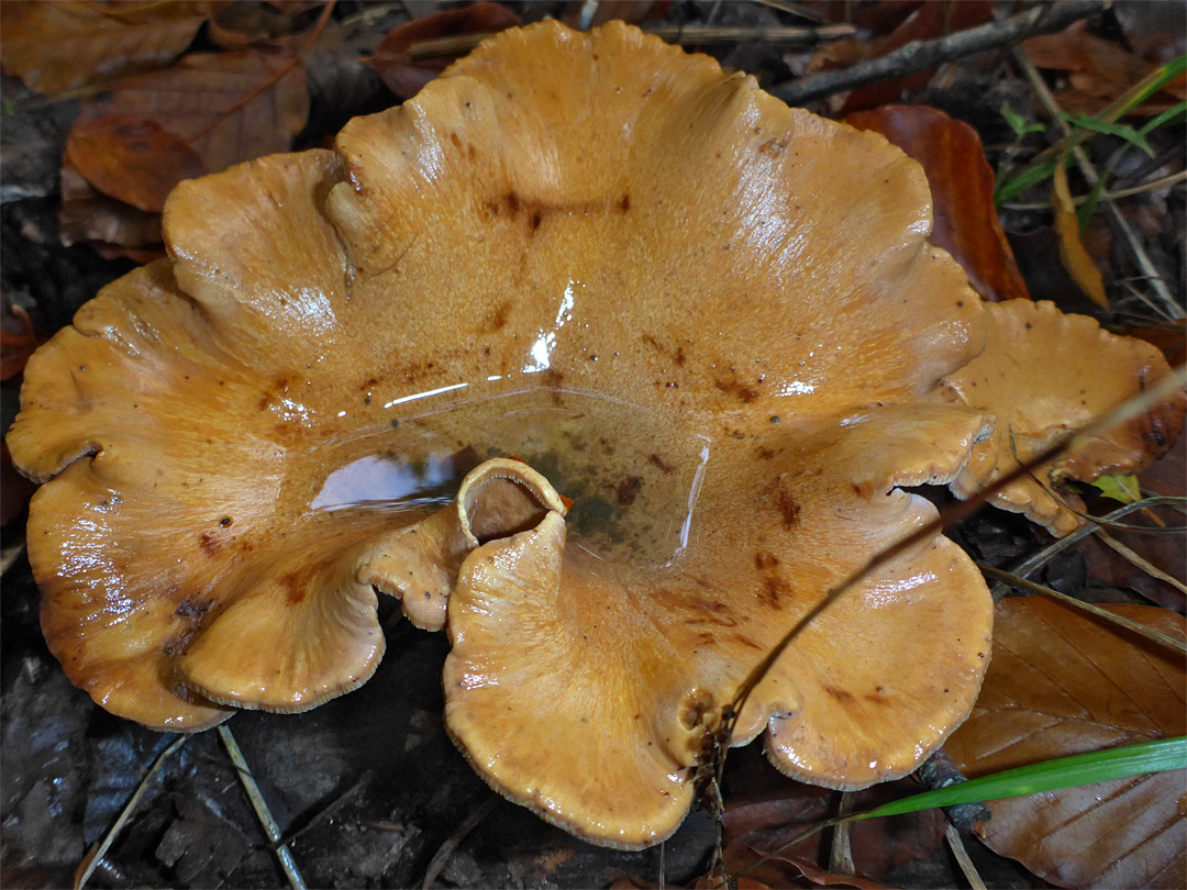 Bay polypore - cap