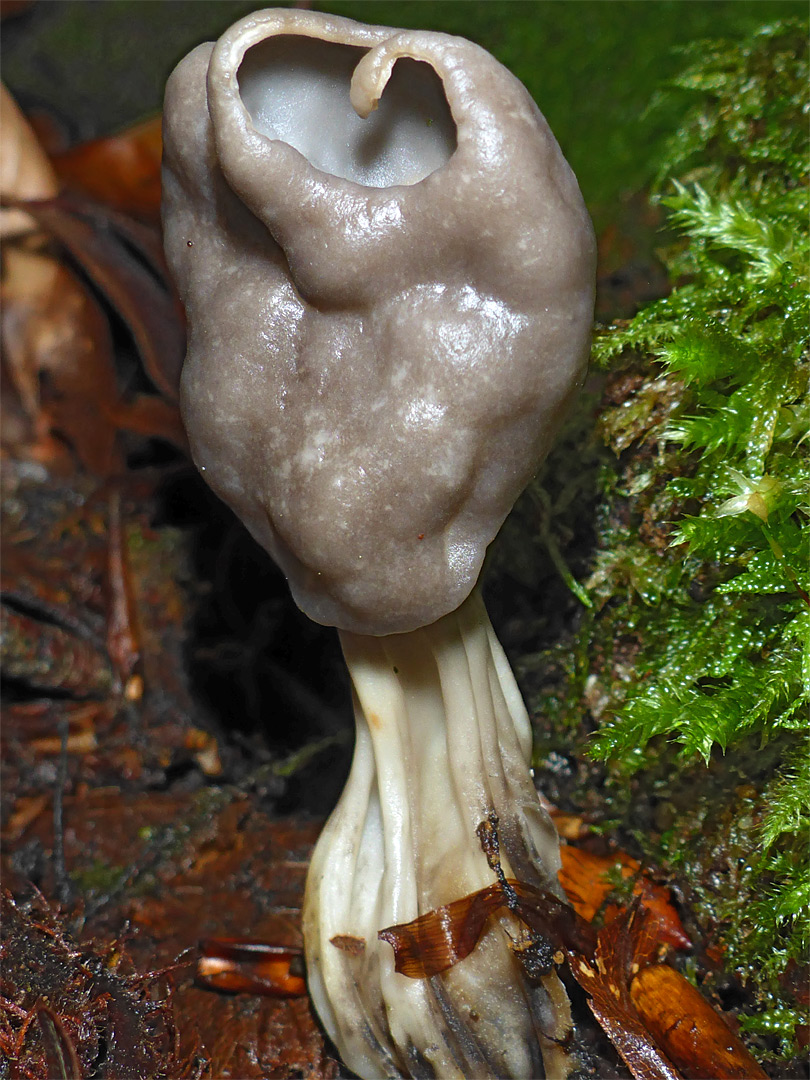 Elfin saddle - stem