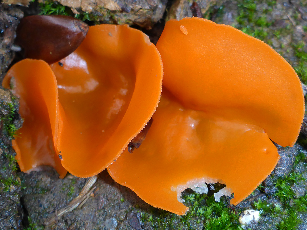 Orange peel fungus