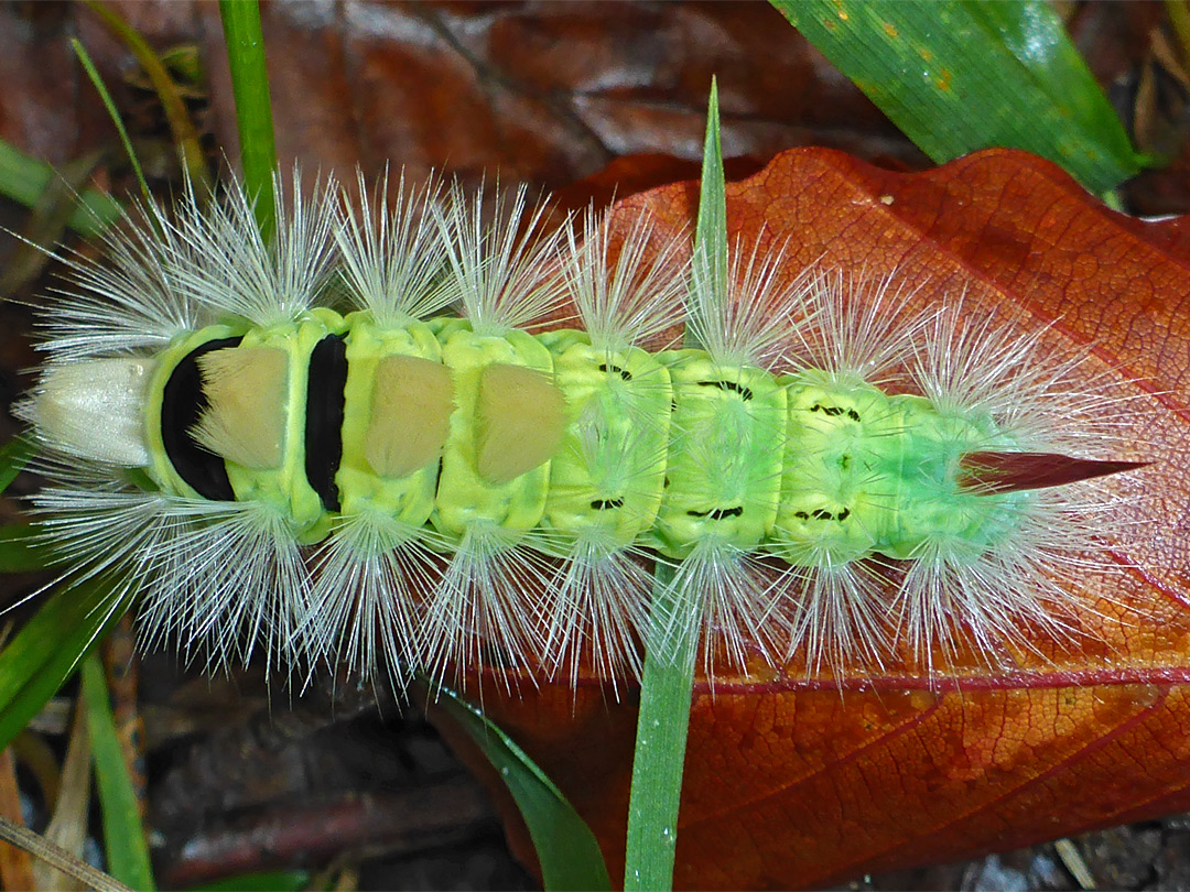 Pale tussock moth