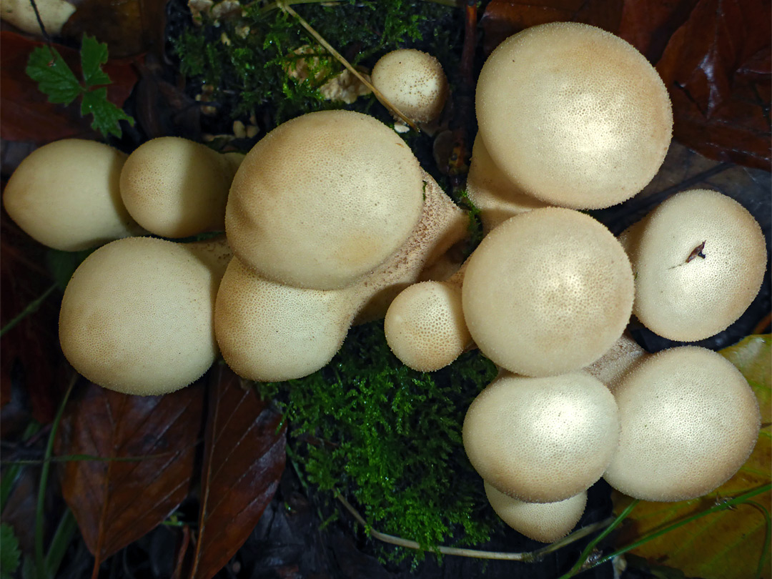 Stump puffball