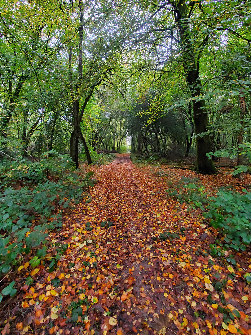 Fallen beech leaves