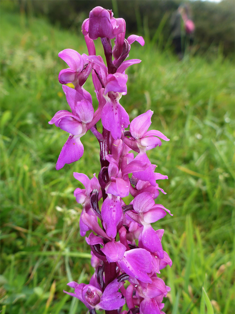 Early purple orchid