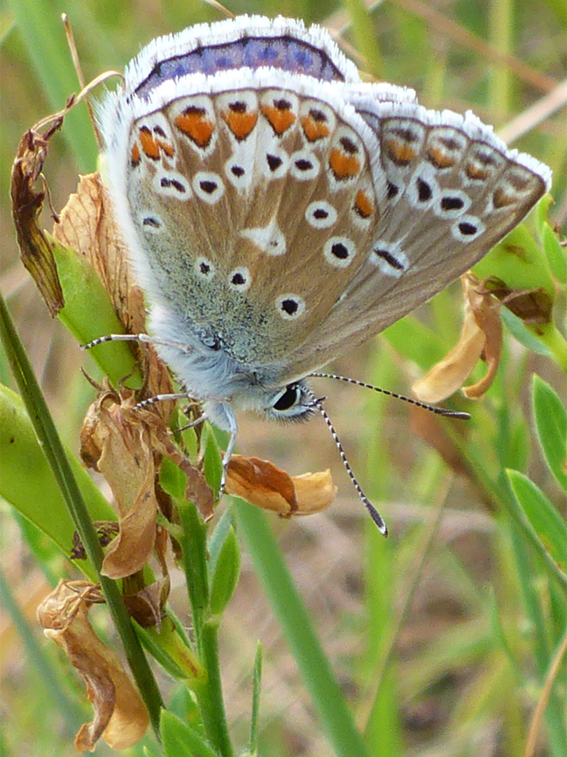 Common blue