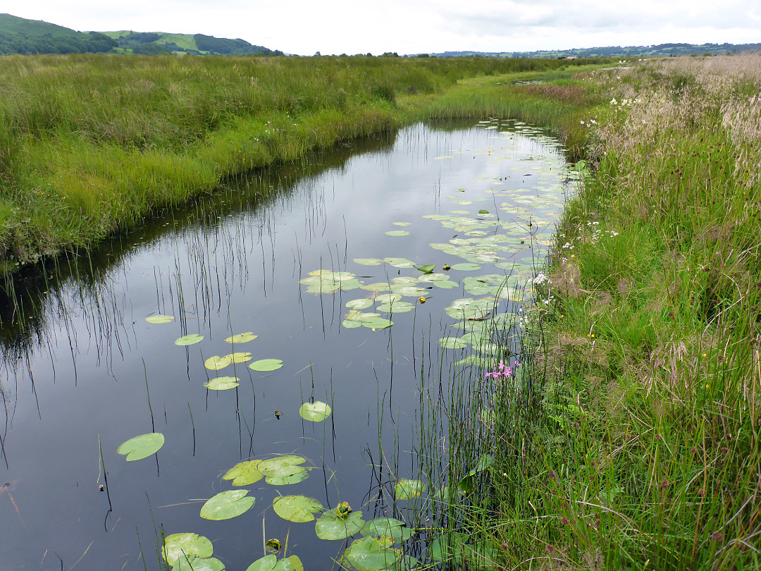 Lily pads