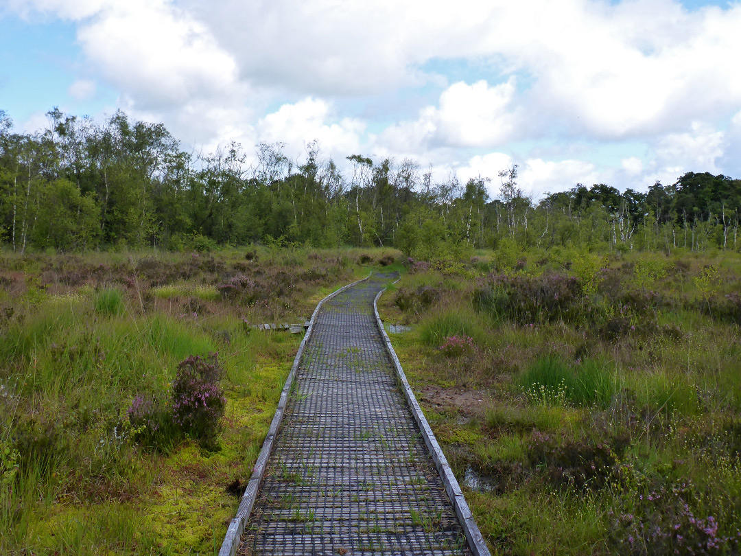 Boardwalk path