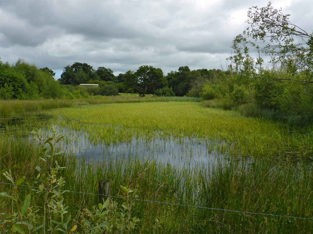 Pond and fence