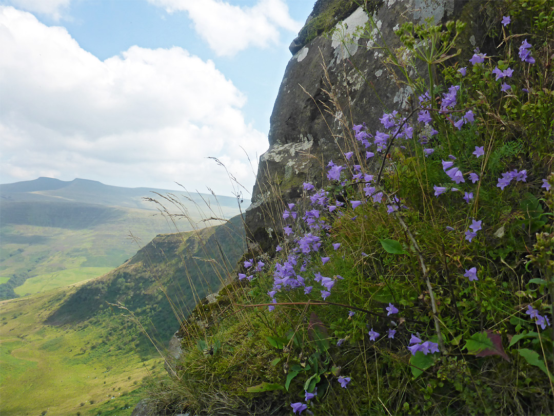 Harebell