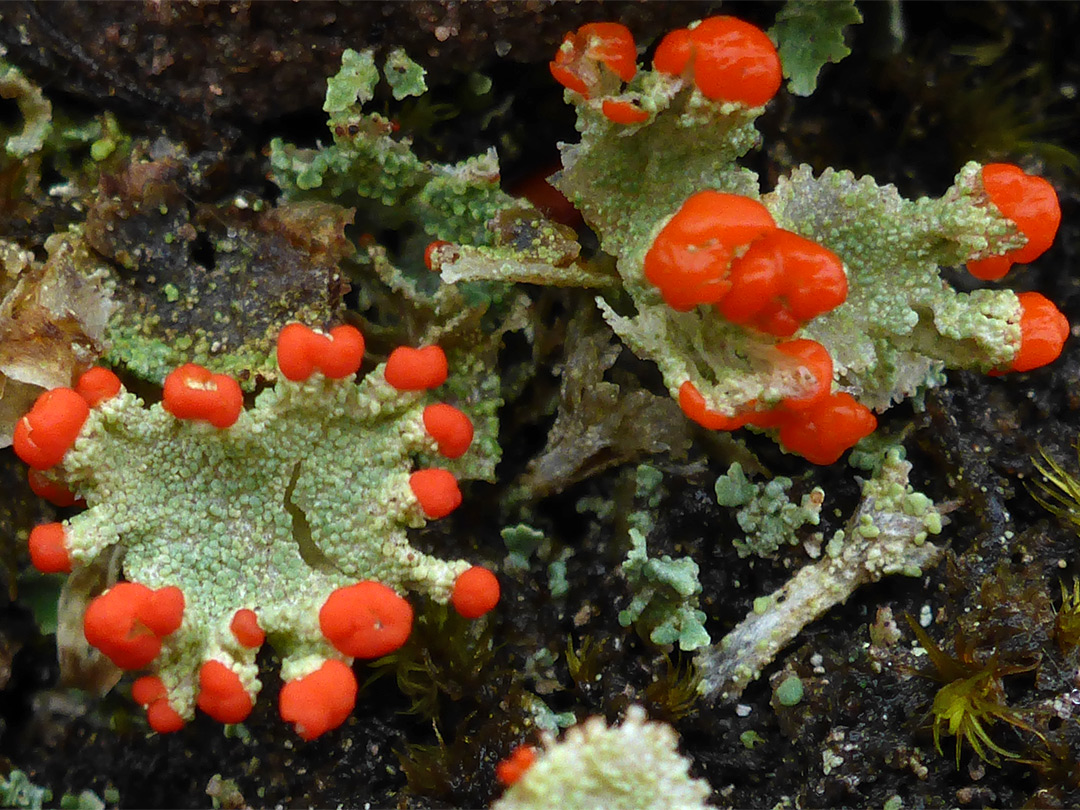 Cup lichen