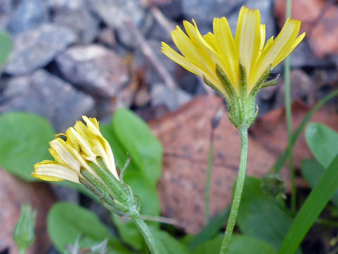 Two flowerheads