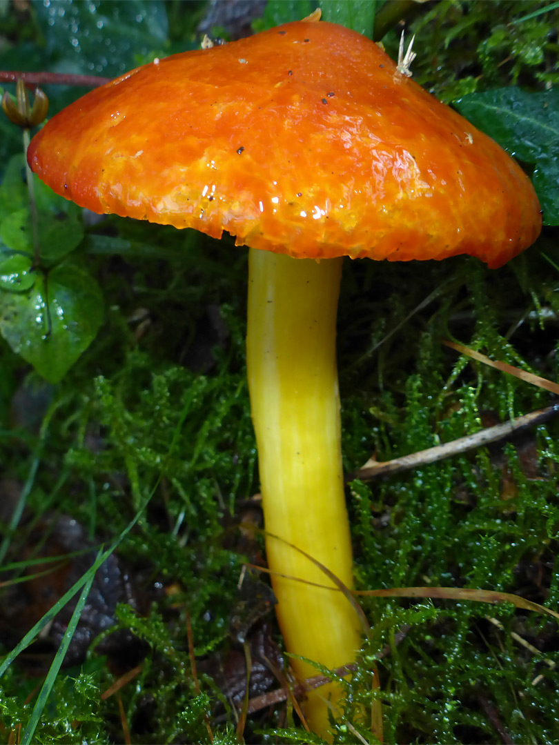 Blackening waxcap