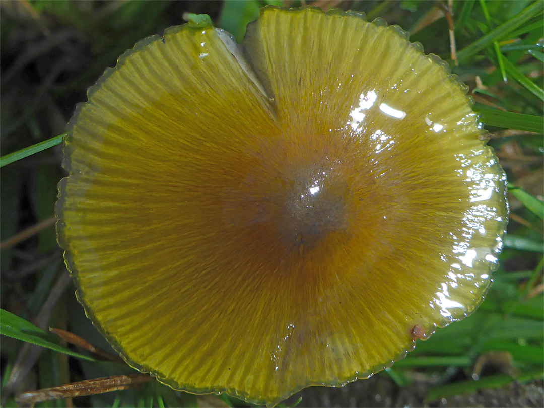 Blackening waxcap