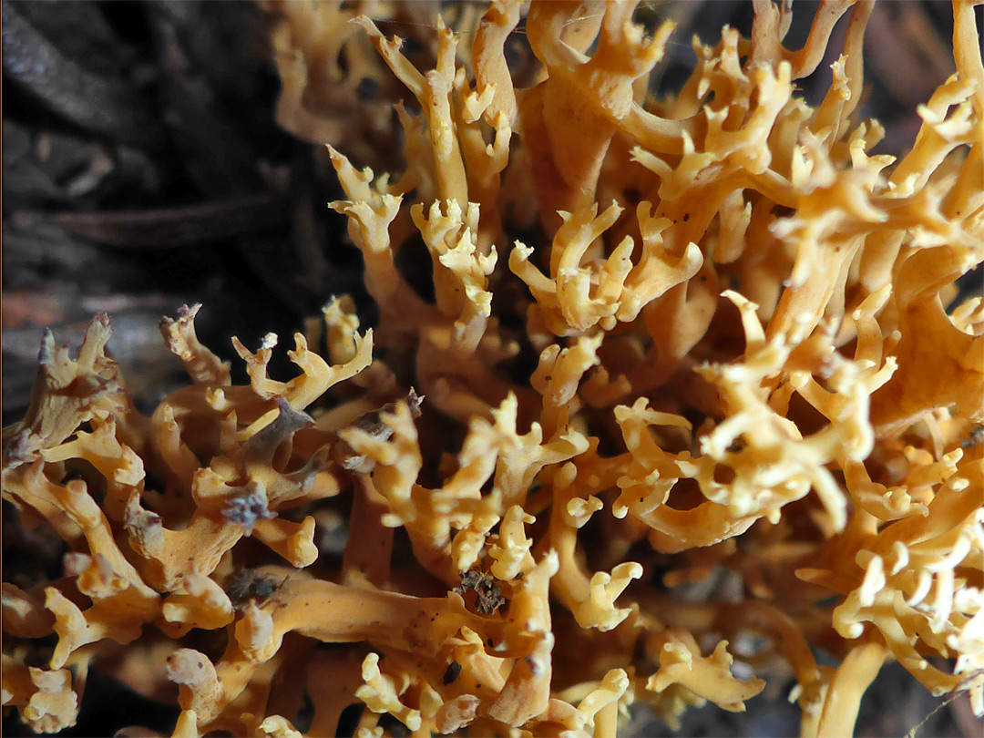 Coral fungus