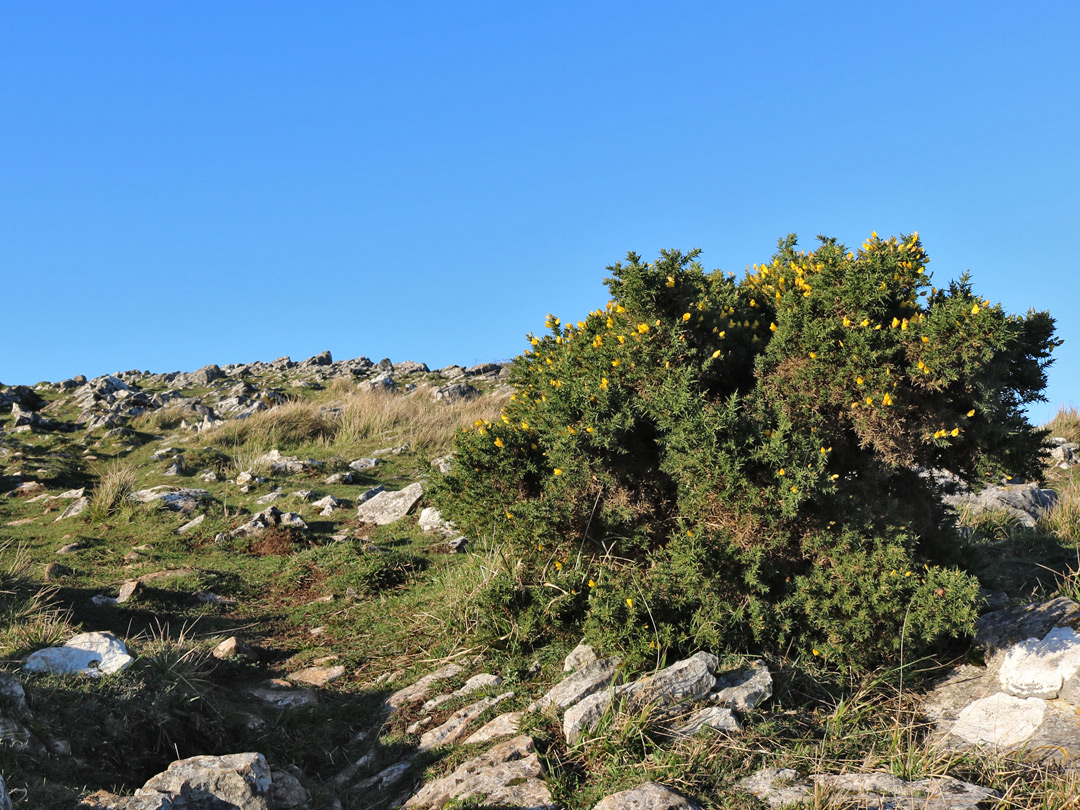 Gorse bush