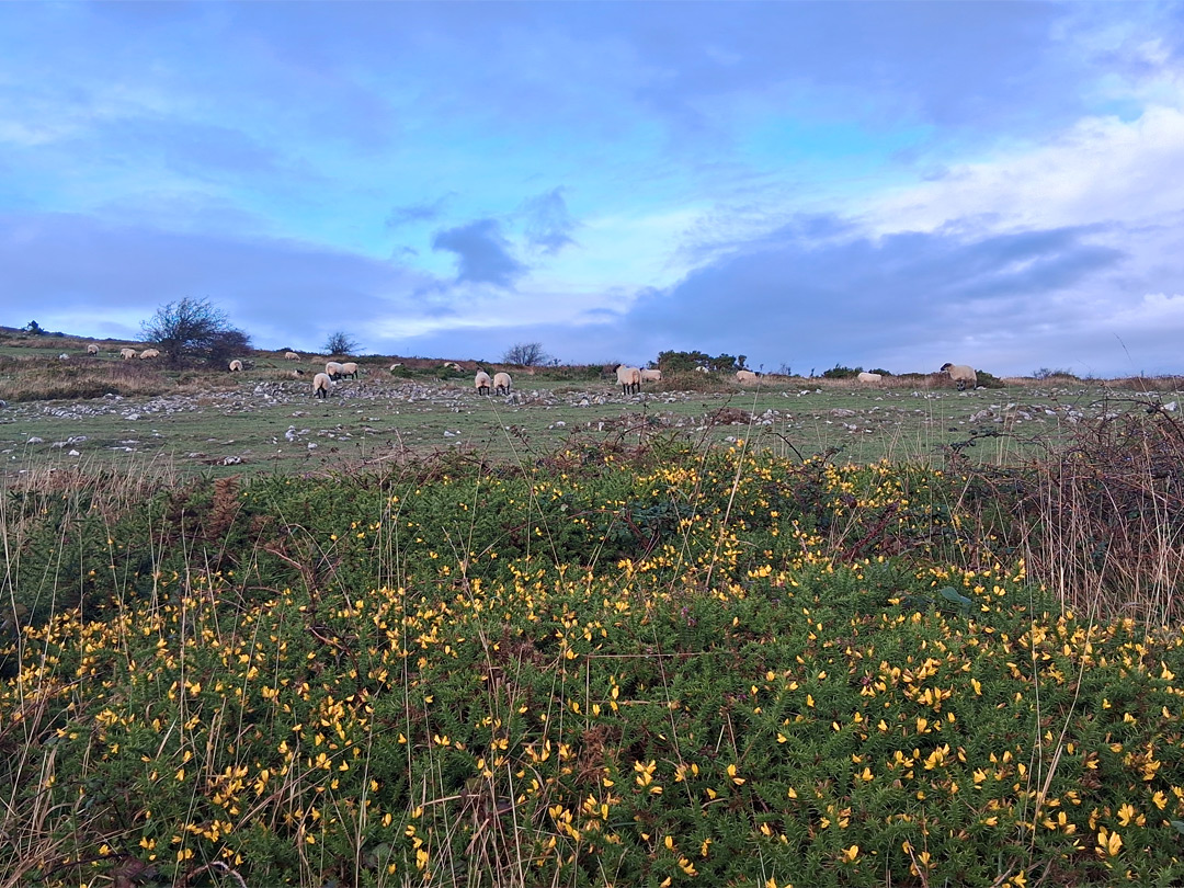 Sheep and gorse