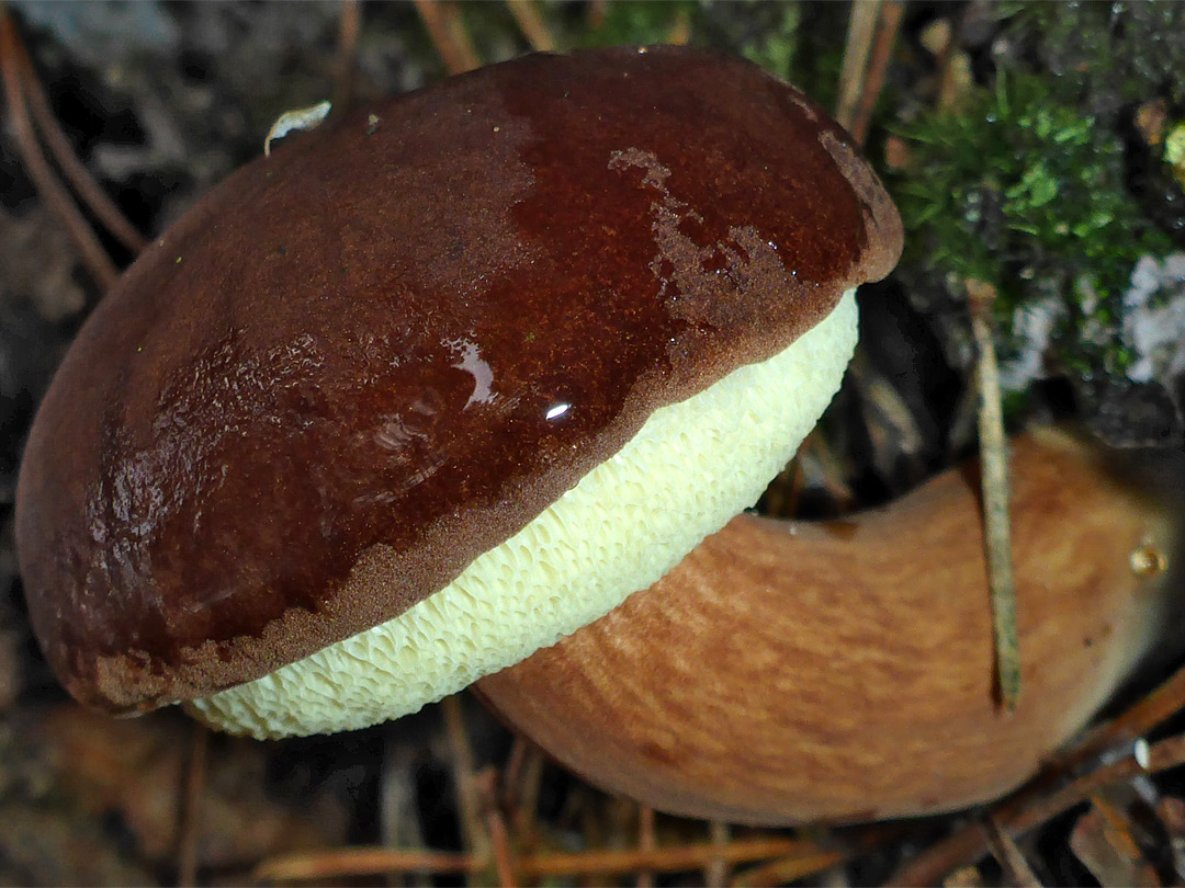 Bay bolete