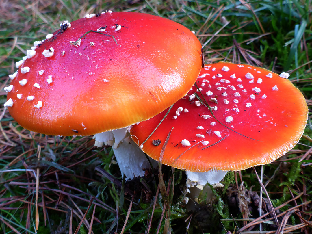 Fly agaric - mature