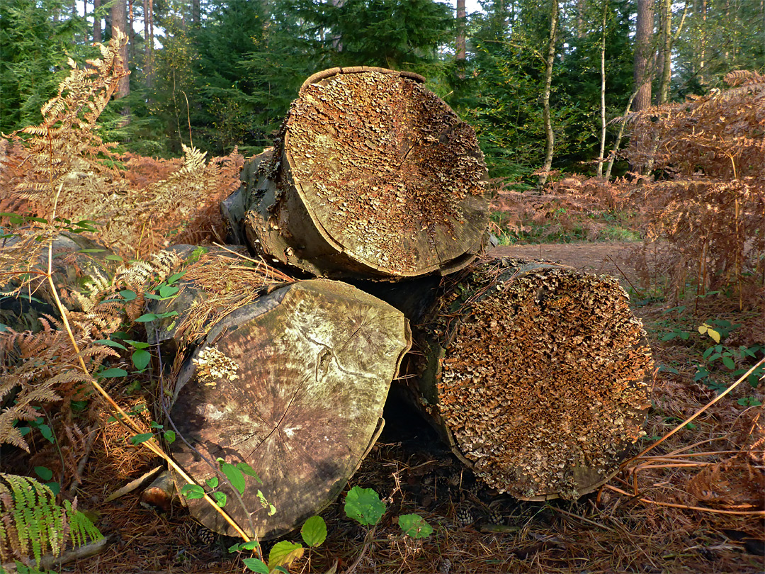 Three logs