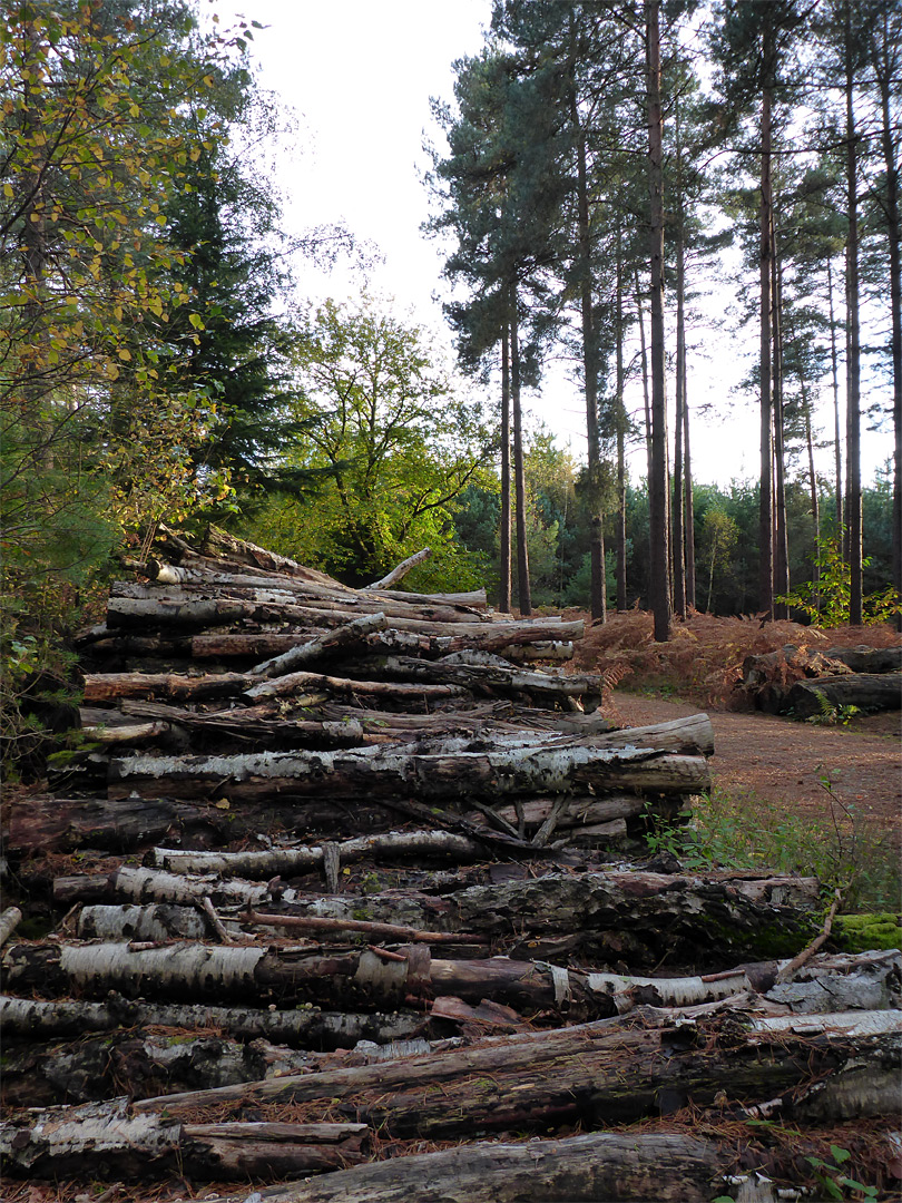 Woodpile